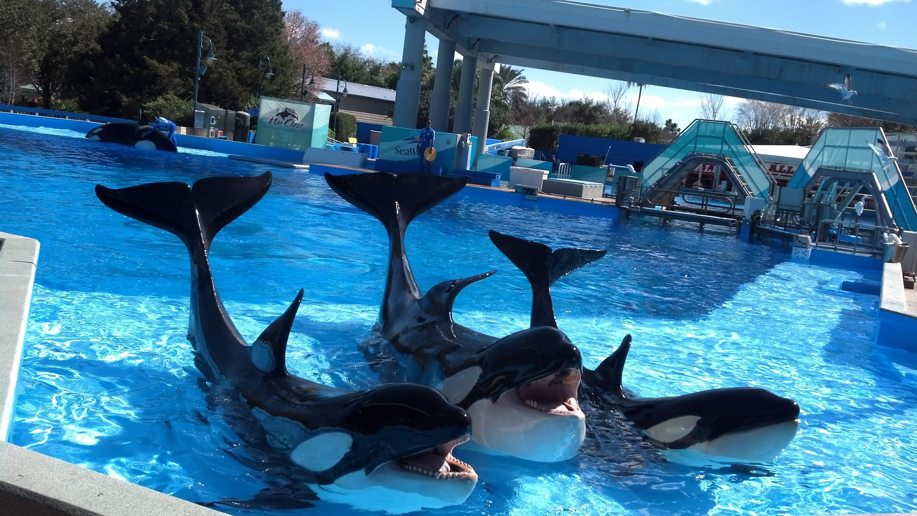 SEAWORLD